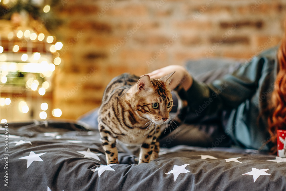 A young woman is playing with her bengal cat in the room. The house is decorated with Christmas decor.