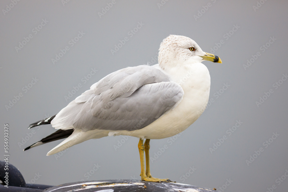 Ring-billed seagull standing on top of a light pole or structure, isolated from the background Ring-billed seagull standing on top of a light pole or structure, isolated from the background