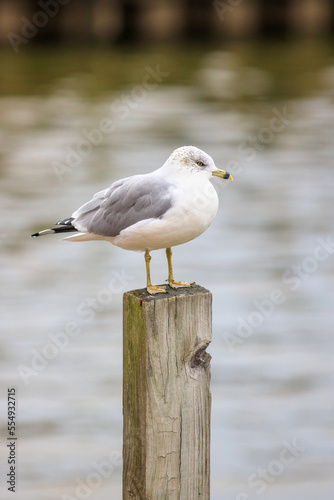 close up portrait of Ring-billed seagull, perched on a wood, lumber, pole, isolated by itself