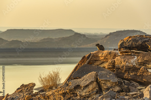 Dassie, or Rock Hyrax (Procavia capensis), Hardap Dam at sunset; Hardap Region, Namibia photo