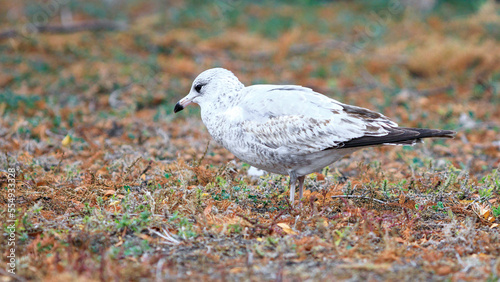 close up of a Ring-billed seagull standing in withering grass, isolated from the background