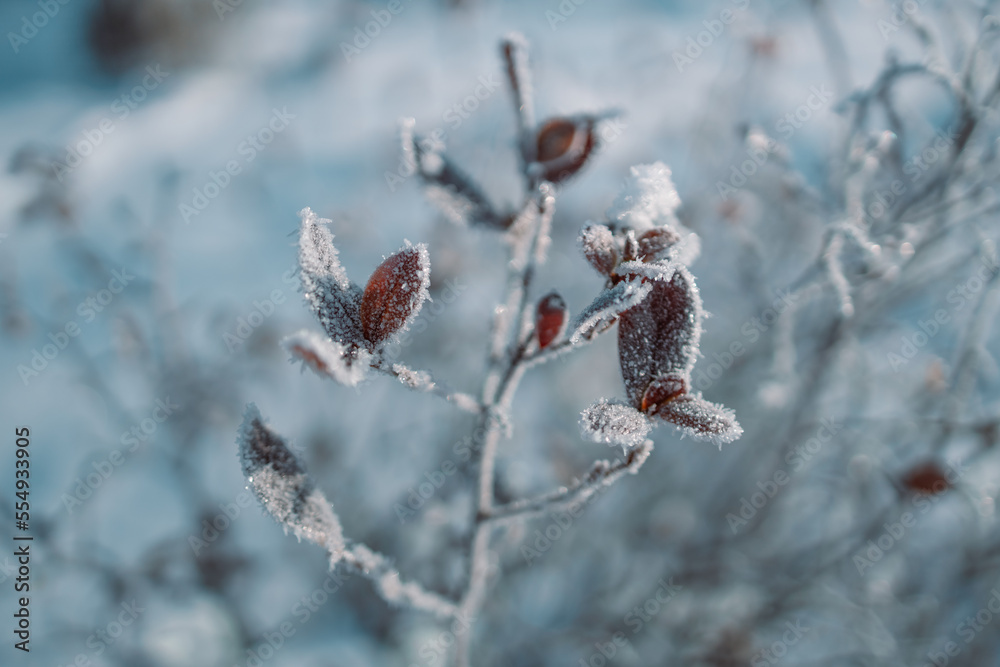 Frozen plants. Winter background. High quality photo Frozen plants. Winter background. High quality photo