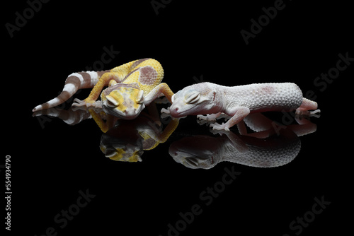 Babies leopard geckos huddle together