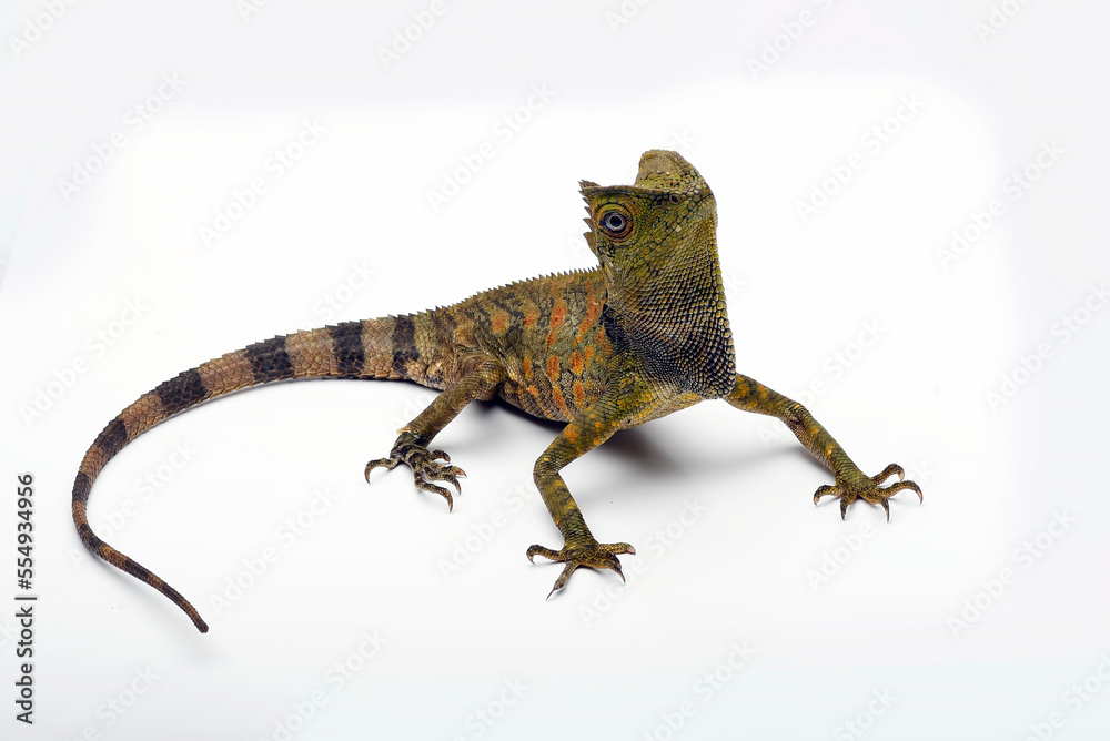 Fototapeta premium Forest Dragon ( Gonocephalus chamaeleontinus ) on a white background