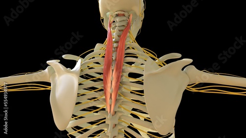 Splenius Cervicis Muscle anatomy for medical concept 3D rendering