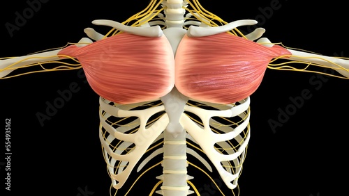 Pectoral Muscle anatomy for medical concept 3D rendering