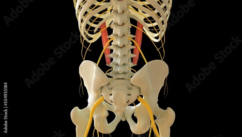 Quadratus Lumborum Muscle anatomy for medical concept 3D rendering photo