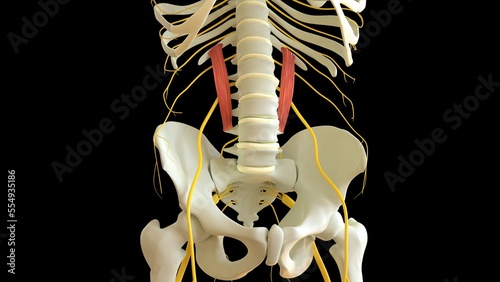 Quadratus Lumborum Muscle anatomy for medical concept 3D rendering photo