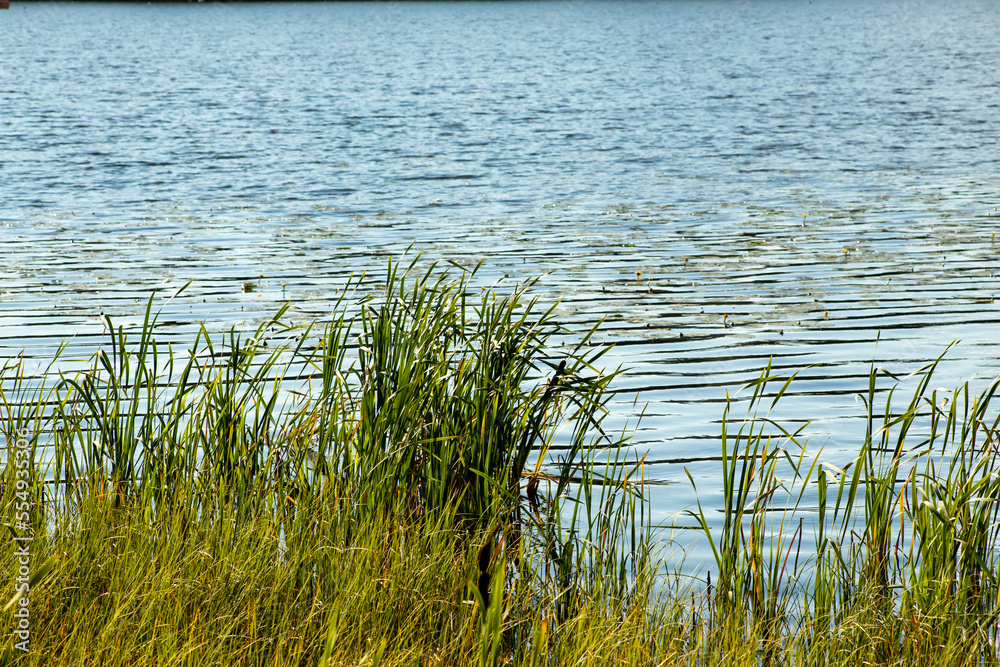 Water reeds with lake background Water reeds with lake background