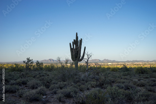 A cactus along the Windgate Pass Trail in The McDowell Sonoran Preserve.; Scottsdale, Arizona photo