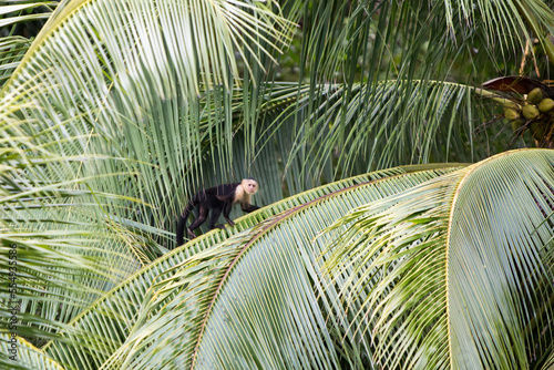 A white-faced capuchin monkey walks along the spine of a palm frond.; Golfito, Costa Rica photo