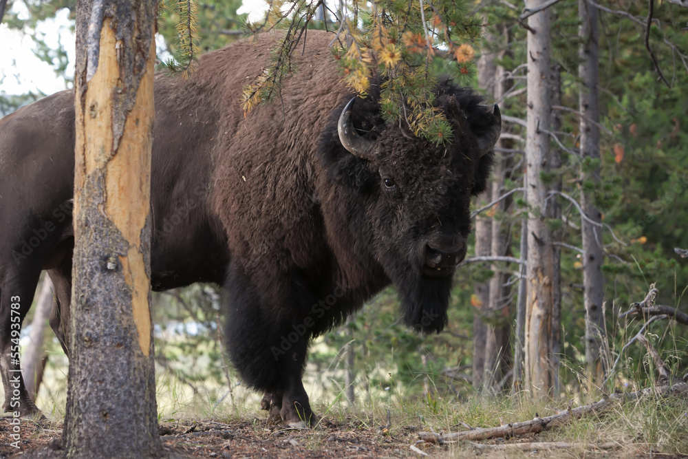 Portrait of an American bison, Bison bison, among pine trees.; Yellowstone National Park, Wyoming Portrait of an American bison, Bison bison, among pine trees.; Yellowstone National Park, Wyoming