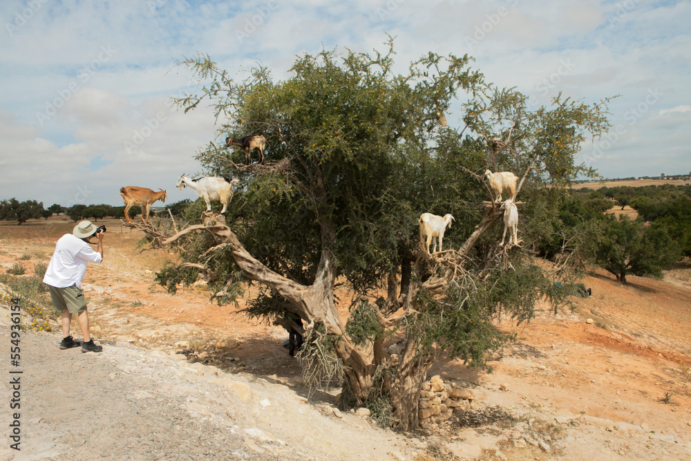 Endemic to Morocco, the argan tree produces kernels from which people ...