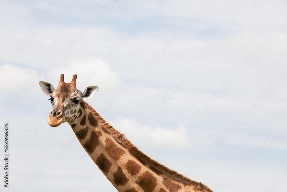 Portrait of a giraffe.; Murchison Falls National Park, Uganda Portrait of a giraffe.; Murchison Falls National Park, Uganda
