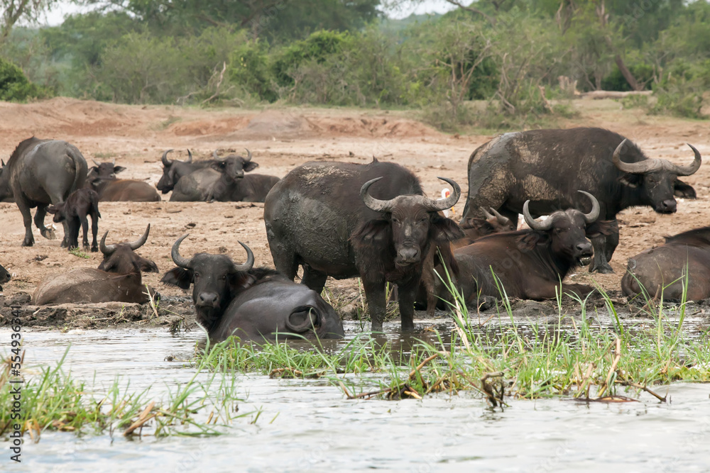 A herd of buffalo rest near and in water along the Kazinga Channel.; Kazinga Channel, Queen Elizabeth National Park, Uganda