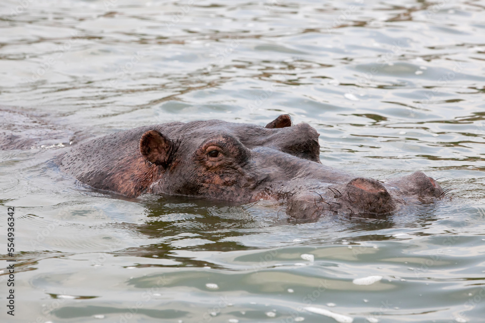 The head of a hippopotamus emerges from the water.; Kazinga Channel, Queen Elizabeth National Park, Uganda The head of a hippopotamus emerges from the water.; Kazinga Channel, Queen Elizabeth National Park, Uganda