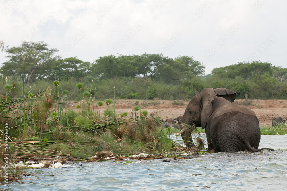 An adult elephant drinks water while standing in the Kazinga channel.; Kazinga Channel, Queen Elizabeth National Park, Uganda An adult elephant drinks water while standing in the Kazinga channel.; Kazinga Channel, Queen Elizabeth National Park, Uganda