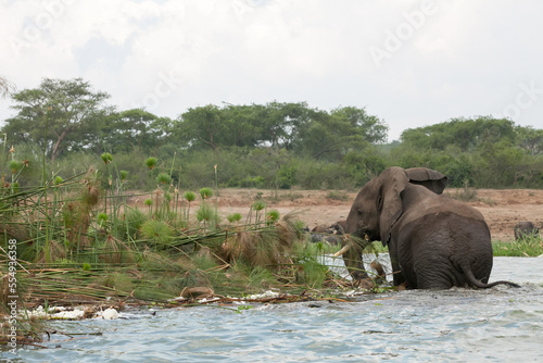 An adult elephant drinks water while standing in the Kazinga channel.; Kazinga Channel, Queen Elizabeth National Park, Uganda photo