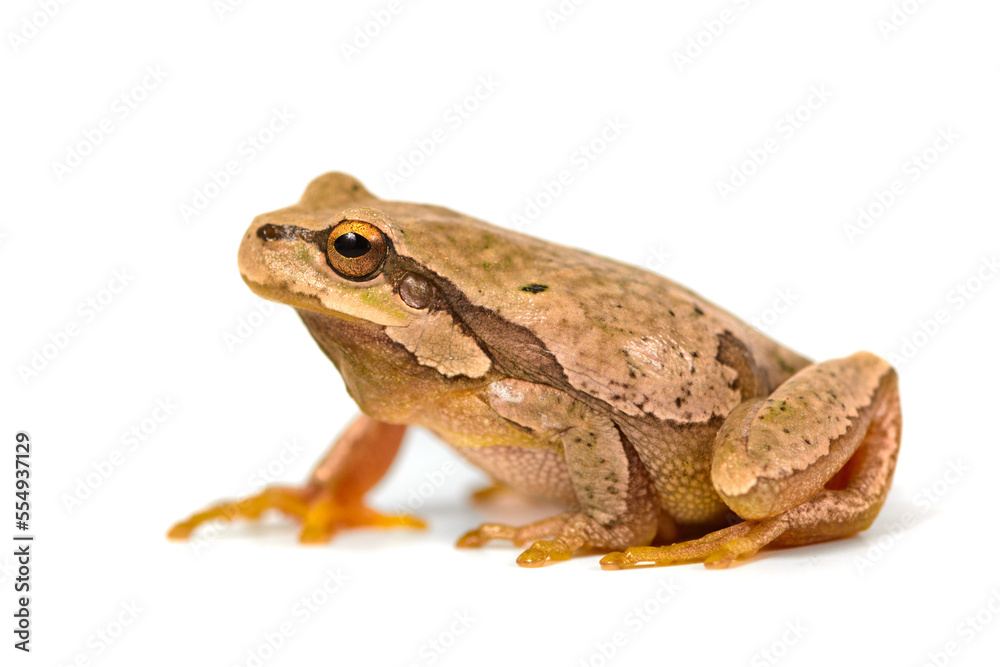 Small green frog. European tree frog isolated on white background, Hyla arborea Small green frog. European tree frog isolated on white background, Hyla arborea