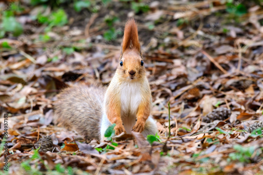 Red squirrel Sciurus vulgaris closeup portrait Red squirrel Sciurus vulgaris closeup portrait