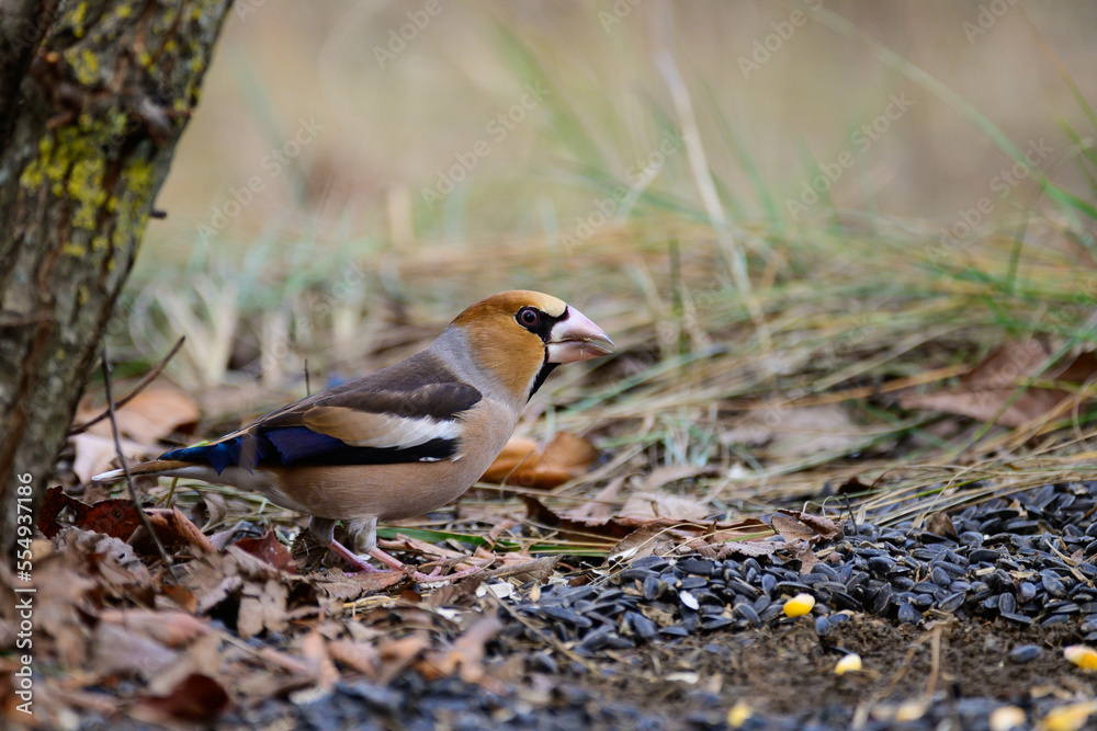 Hawfinch Coccothraustes coccothraustes. A bird in the wild Hawfinch Coccothraustes coccothraustes. A bird in the wild