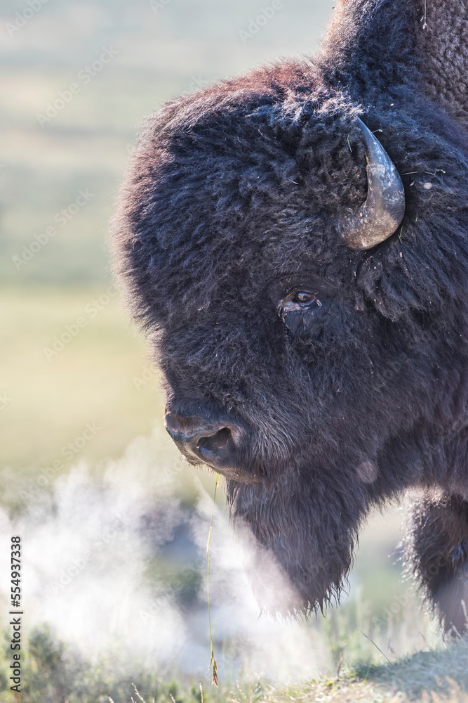 Portrait of a Bison (Bison bison) breathing into the cold air with billows of steam, Yellowstone National Park; Wyoming, United States of America Portrait of a Bison (Bison bison) breathing into the cold air with billows of steam, Yellowstone National Park; Wyoming, United States of America