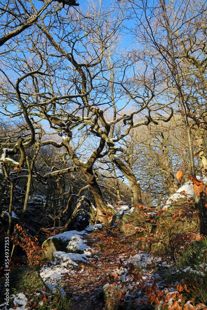 Tangled winter trees in afternoon light, Derbyshire England
