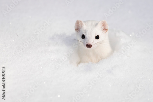 White Short-tailed weasel (Mustela erminea) in snow; Montana, United States of America photo