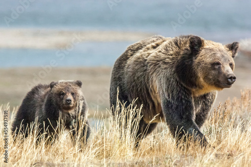 A mother grizzly and her cub walk over a dry grassy field.