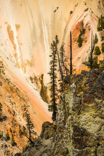 Lodgepole pines (Pinus contorta) and color change on the canyon cliffs in the Grand Canyon of the Yellowstone in Yellowstone National Park; Wyoming, United States of America photo