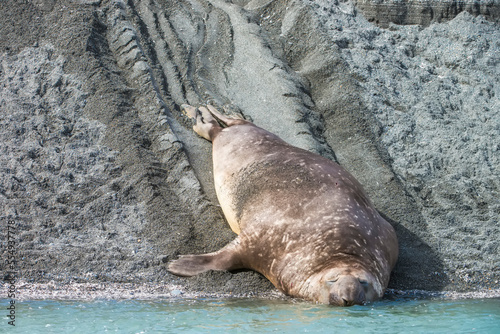 Southern Elephant Seal (Mirounga leonina) sleeping at water's edge after sliding down sandy beach to the shoreline; South Georgia Island, Antarctica