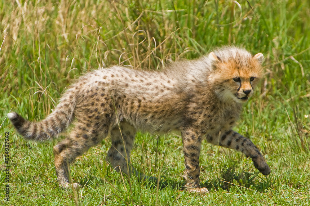 Portrait of a cheetah cub (Acinonyx jubatus) walking through the grassland on a sunny day; Kenya