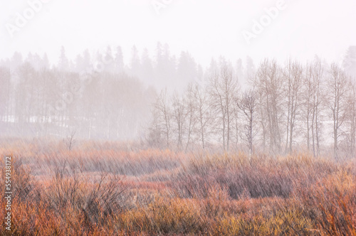 Wallpaper Mural Blurred snowflakes during a spring storm. Torontodigital.ca