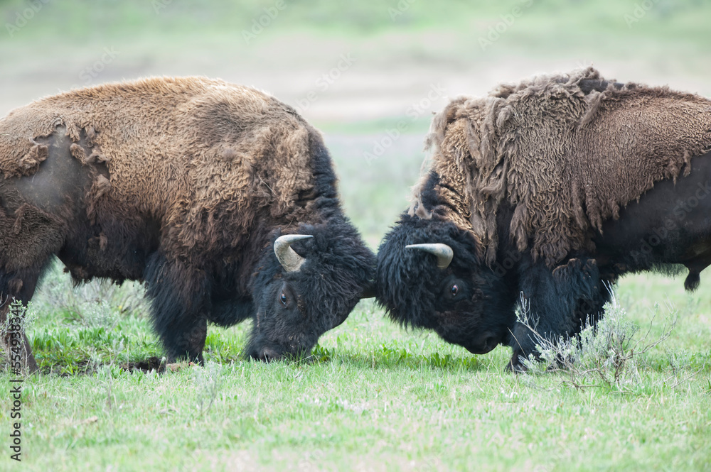 Pair of American bison bulls (Bison bison) butting heads in a grassy field; Yellowstone National Park, Wyoming, United States of America Pair of American bison bulls (Bison bison) butting heads in a grassy field; Yellowstone National Park, Wyoming, United States of America