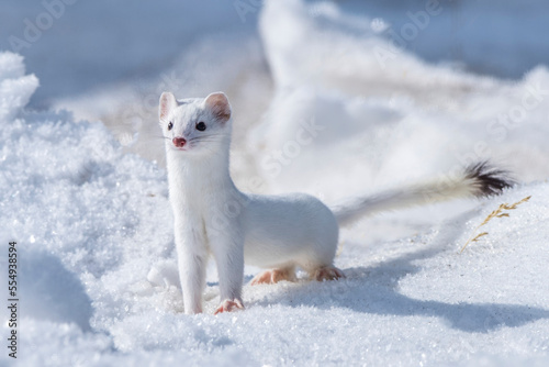 A short-tailed weasel (Mustela erminea) camouflaged in its white winter coat, looking out over the snow; Montana, United States of America photo