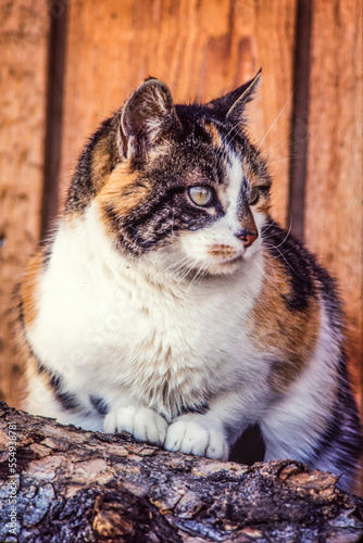 Close-up portrait of a calico cat (Felis catus) siting outside on a log in Livingston, Park County; Montana, United States of Amercia photo