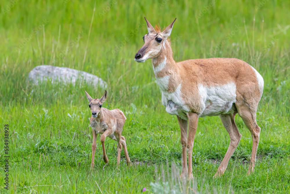 Portrait of a pronghorn antelope doe (Antilocapra americana) and her fawn standing in a grass field; Yellowstone National Park, United States of America Portrait of a pronghorn antelope doe (Antilocapra americana) and her fawn standing in a grass field; Yellowstone National Park, United States of America