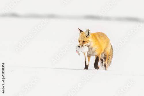 Red fox (Vulpes vulpes) carrying it prey, a long-tailed weasel (Mustela frenata) in its mouth while walking in a snow covered field; Yellowstone National Park, United States of America photo