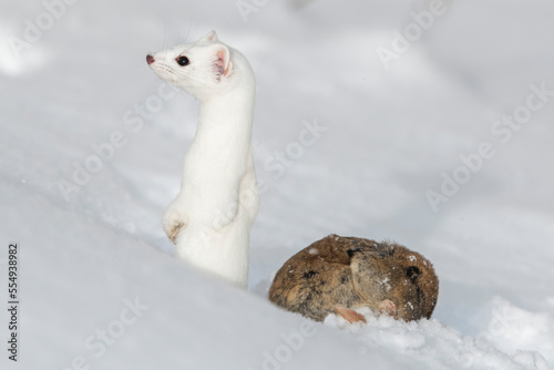 A short-tailed weasel (Mustela erminea) camouflaged in its white winter coat standing up in the snow beside its prey, a montane vole (Microtus montanus); United States of America photo