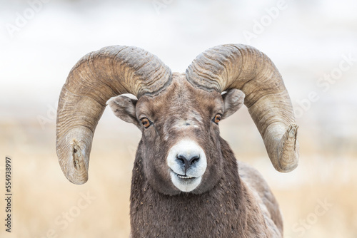 Portrait of a bighorn sheep ram (Ovis canadensis) looking at camera; Montana, United States of America photo
