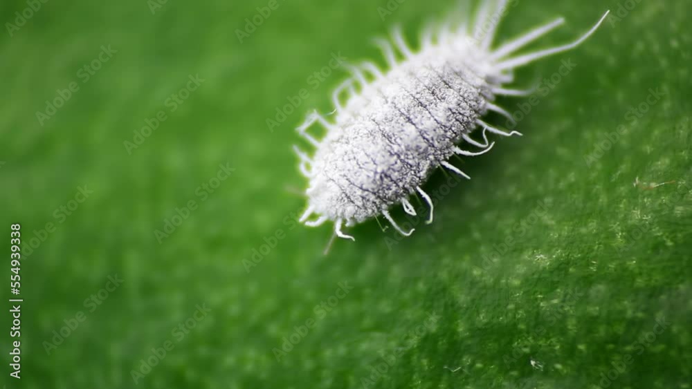 Mealybug, planococcus citrus, dangerous pest on orchid. Macro footage of tropical damaging insect