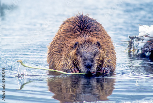 Close-up portrait of a beaver (Castor canadensis) chewing on a twig in the water; United States of America photo