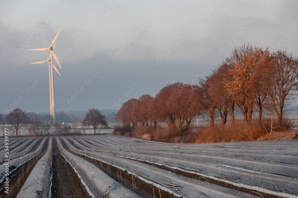 Fototapeta premium Winter auf den Spargelfeldern in Bottrop Kirchhellen