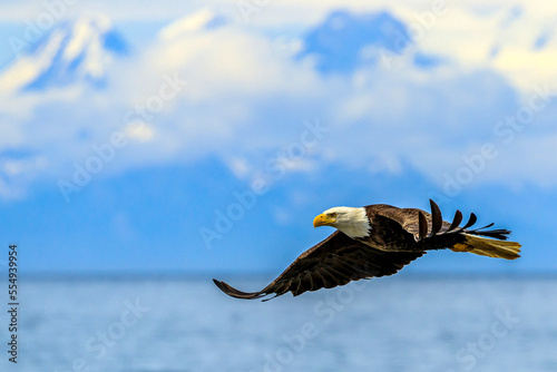 Bald Eagle, Haliaeetus leucocephalus, in flight along the shoreline in Cook Inlet, Alaska. photo