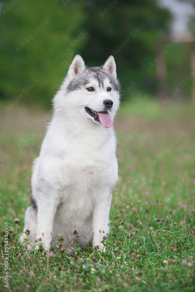 Beautiful gray siberian husky puppy in the park Beautiful gray siberian husky puppy in the park