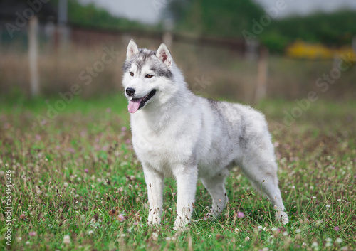 Beautiful gray siberian husky puppy in the park