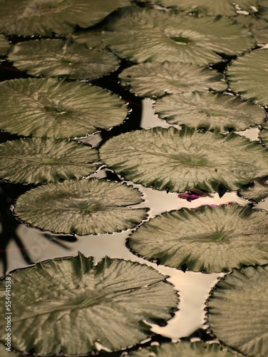 Water lily leaves in the pond