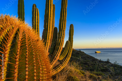 Desert Sunset on Santa Catalina Island, giant barrel cactus and cardon cactus with the National Geographic Sea Bird, in the distance. photo