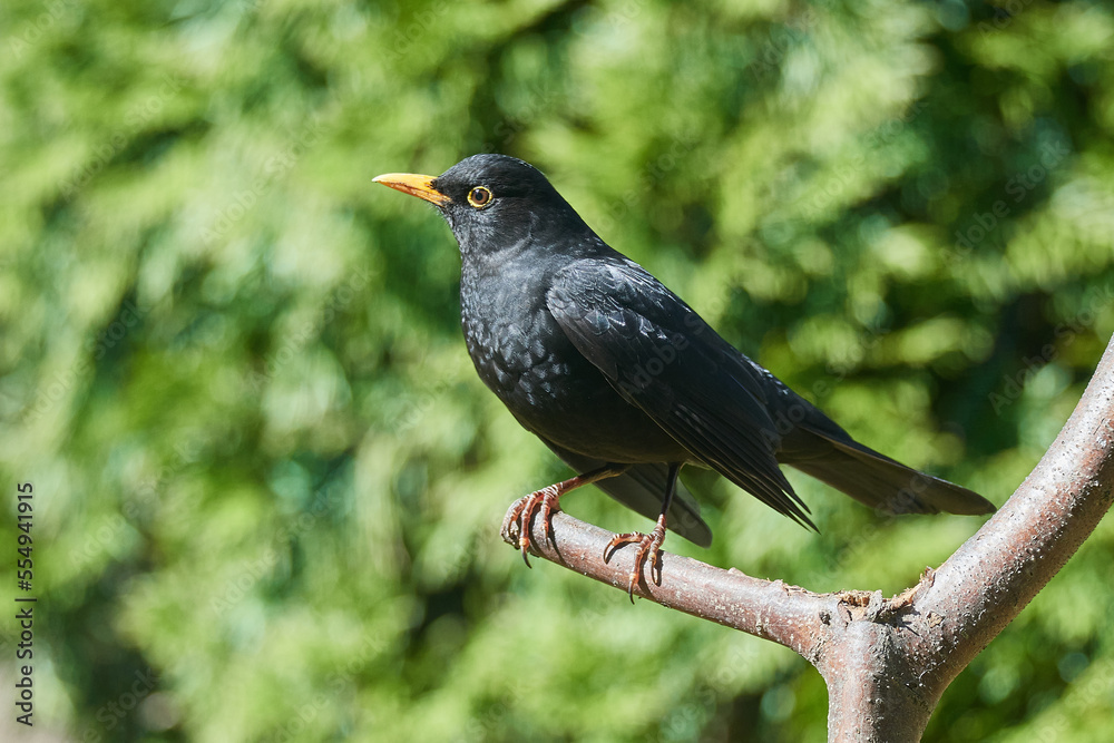 Männliche Amsel auf einem Ast Männliche Amsel auf einem Ast