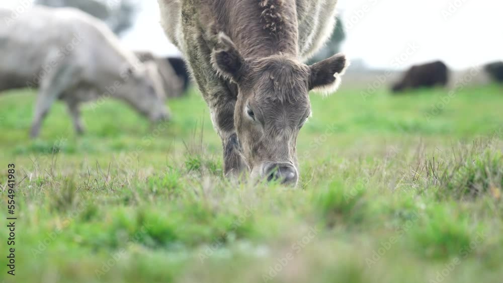 Close up Cows grazing on pasture. sustainable carbon neutral farming being practiced. regenerative raised cows in a field. agricultural technology innovation. 
